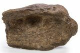 Fossil Ankylosaurid/Nodosaurid Osteoderm (Scute) - Wyoming #306856-1